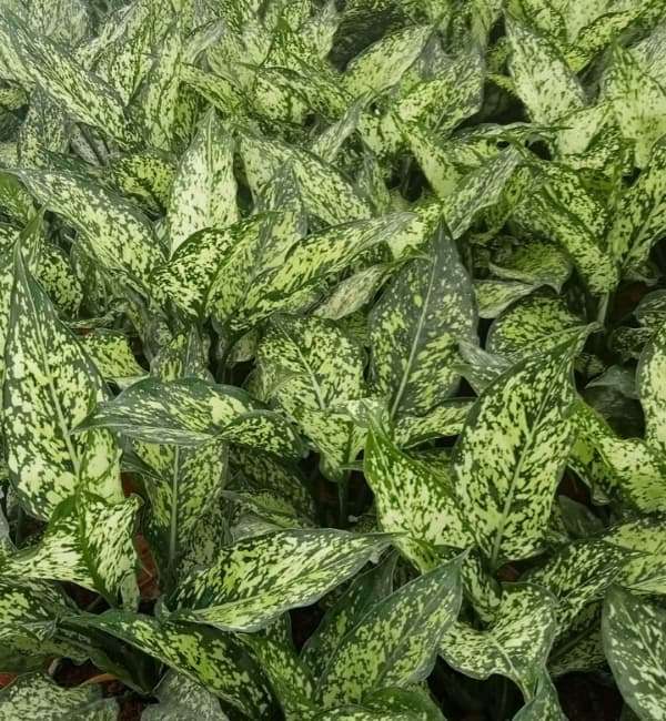 Aglaonema Sparkle